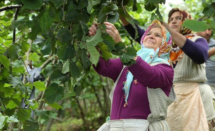 Ordu'da yerli fındık işçisi projesine rekor başvuru