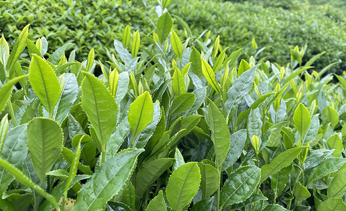 ÇAYKUR 550 kilogram yaş çay alacak