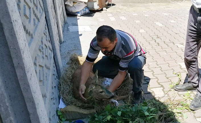 Yaralı karaca koruma altına alındı