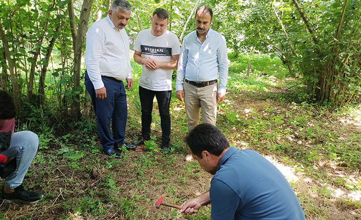 Fındıkta rekolte tespit çalışmaları sürüyor