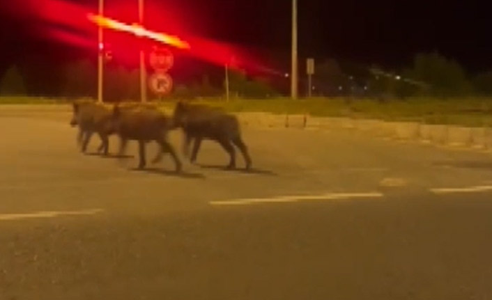 Bayburt'ta domuz sürüsü şehre indi