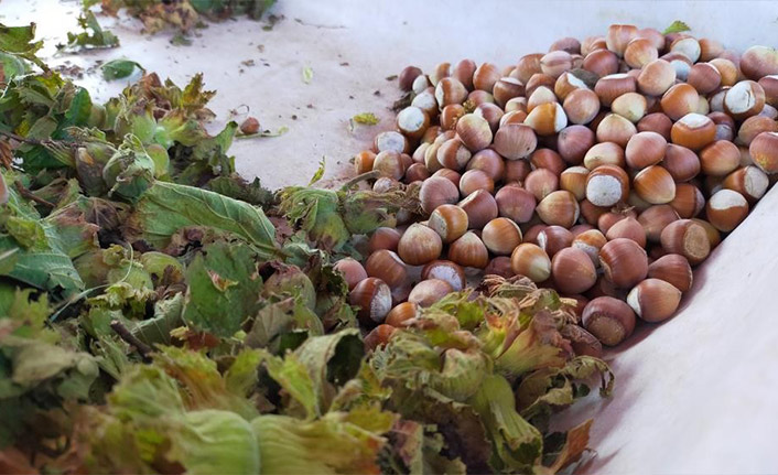 Samsun'da bu yıl fındıkta rekolte tahmini açıklandı