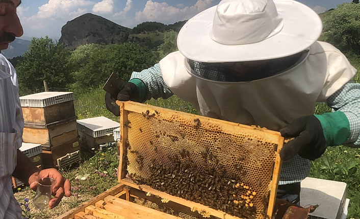 Artvin'de yavru arı bereketi yaşanıyor