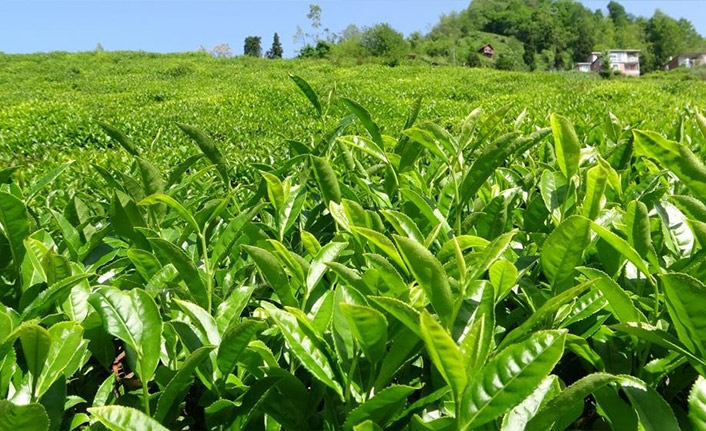 ÇAYKUR 2. sürgün çay alımlarına devam ediyor