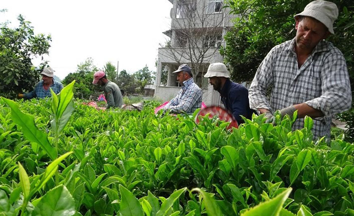 2. sürgün çay alımları devam ediyor