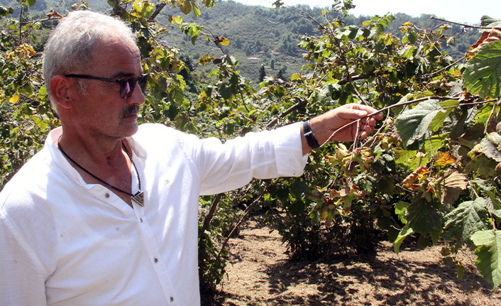 "Serbest piyasada fındık fiyatı TMO’yu geçebilir"