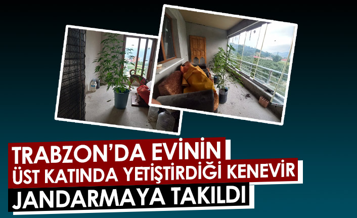 Trabzon'da evinin üst katında yetiştirdiği kenevir jandarmaya takıldı