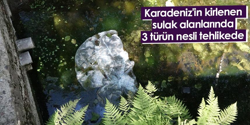 Karadeniz'in kirlenen sulak alanlarında 3 türün nesli tehlikede