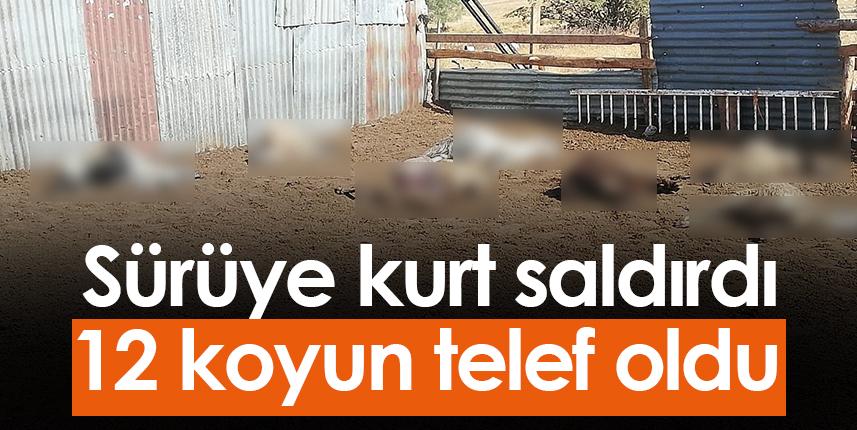 Bayburt'ta sürüye saldıran kurtlar 12 koyunu telef etti