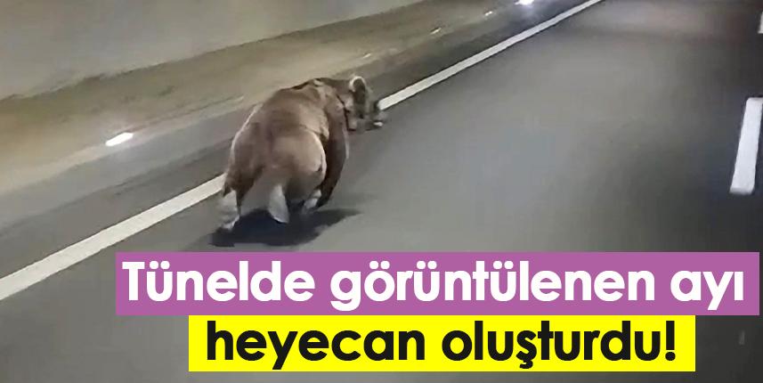 Tünelde görüntülenen ayı heyecan oluşturdu!