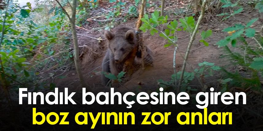 Rize'de ayı fındık bahçesinde çelik tellere takıldı