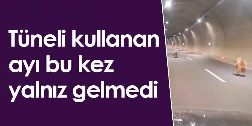 Gümüşhane'de tüneli kullanan ayı bu kez yalnız gelmedi