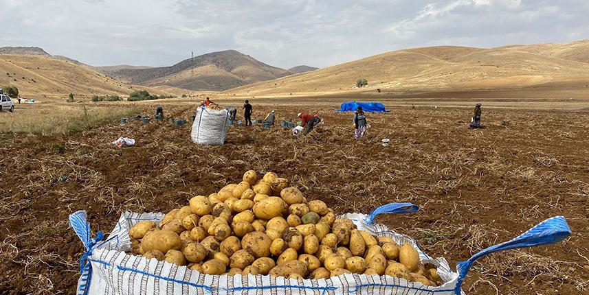 Gümüşhane'de patates hasadı devam ediyor