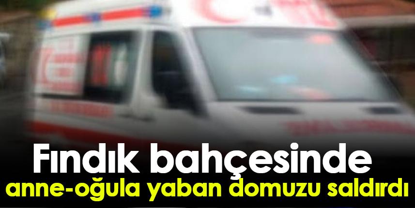 Ordu'da fındık bahçesinde anne-oğula domuz saldırdı