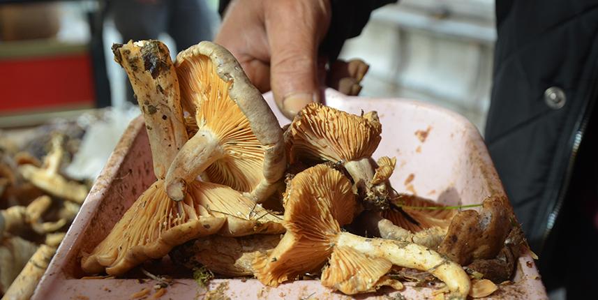 Ordu'da fındık tirmidi tezgahlarda yerini aldı