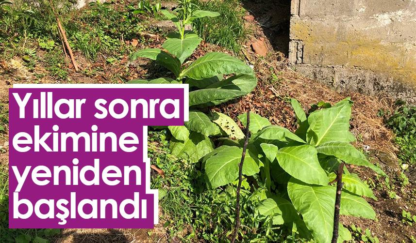 Rize'de yıllar sonra Puro tütünü ekimine başlandı