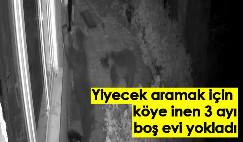 Rize'de yemek aramak için köye inen 3 ayı boş evi yokladı