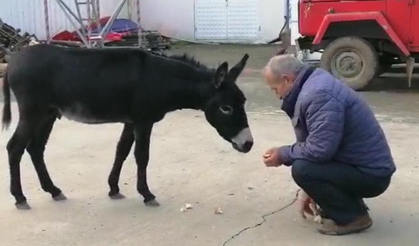 Rize’de başı boş sıpa yakıt istasyonuna sığındı