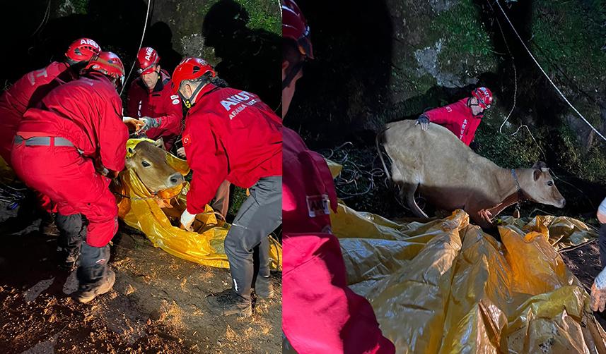 Giresun'da yamaçtan düştüğü yerde mahsur kalan ineği AKUT kurtardı