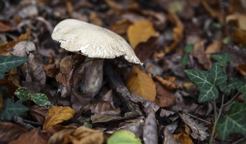 Ordu'da 6 kişi mantardan zehirlendi