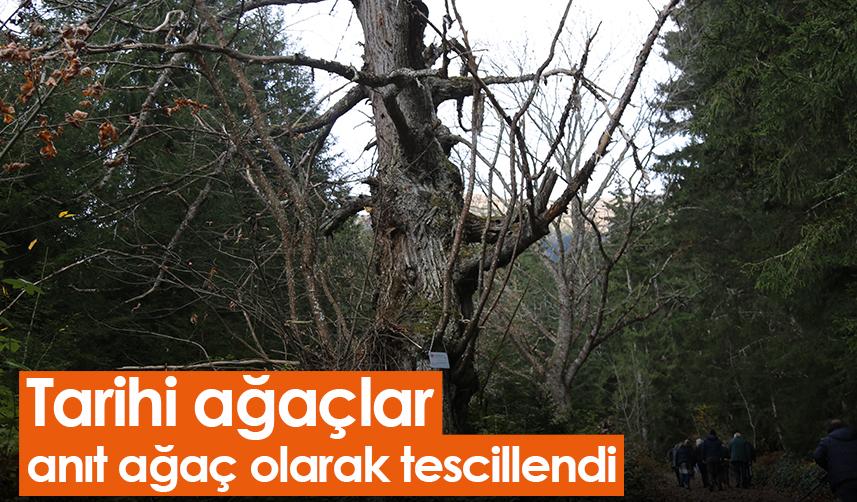 Artvin'deki tarihi ağaçlar anıt ağaç olarak tescillendi