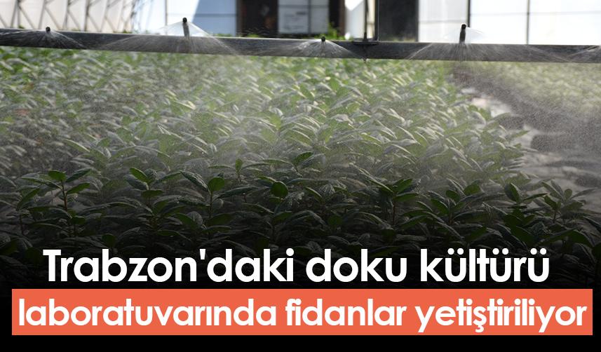 Trabzon'daki doku kültürü laboratuvarında fidanlar yetiştiriliyor