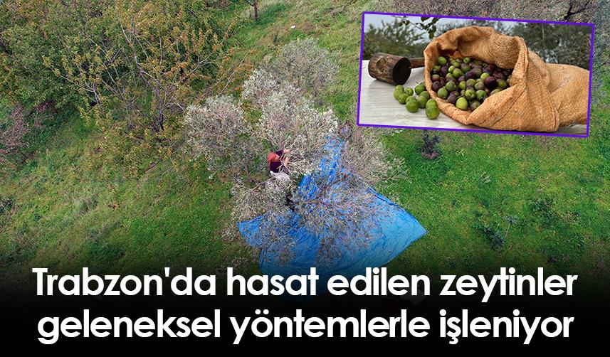 Trabzon'da hasat edilen zeytinler geleneksel yöntemlerle işleniyor