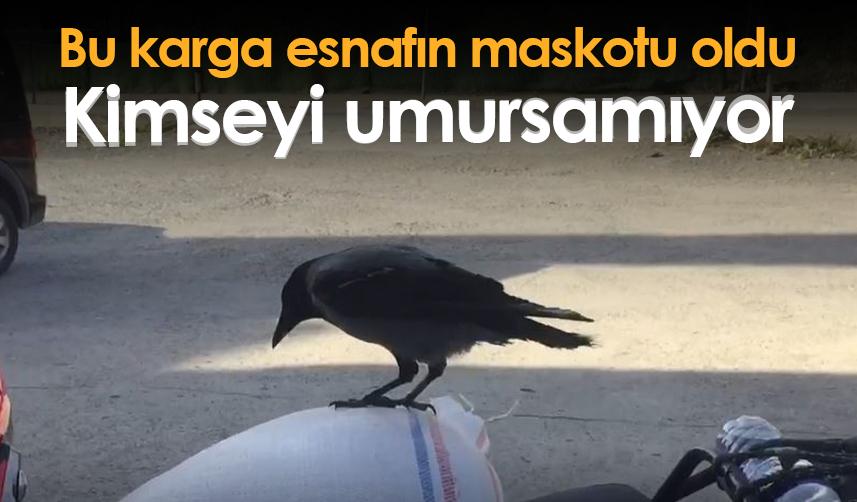 Bu karga Artvin'de esnafın maskotu oldu