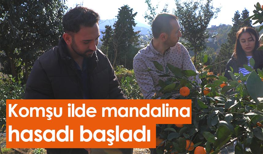 Rize'de mandalina hasadı başladı