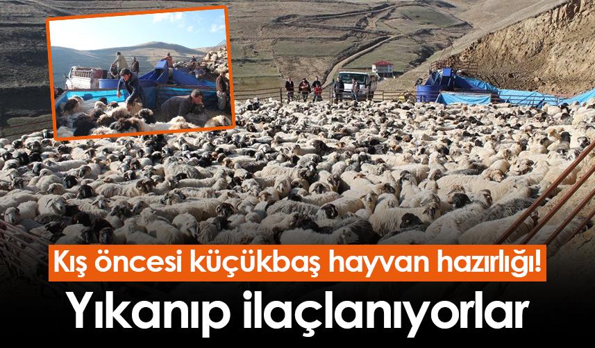 Bayburt'ta kış öncesi küçükbaş hayvan hazırlığı! Yıkanıp ilaçlanıyorlar