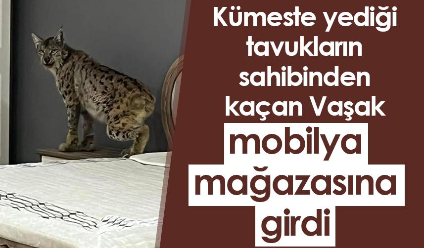 Gümüşhane'de bir Vaşak mobilya mağazasına girdi