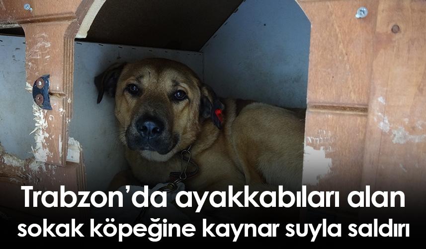 Trabzon’da ayakkabıları alan sokak köpeğine kaynar suyla saldırı