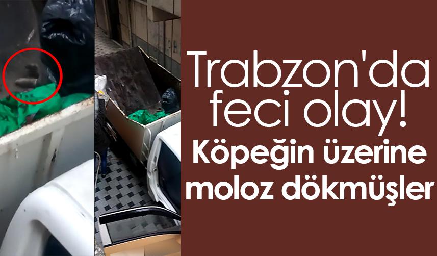 Trabzon'da feci olay! Köpeğin üzerine moloz dökmüşler