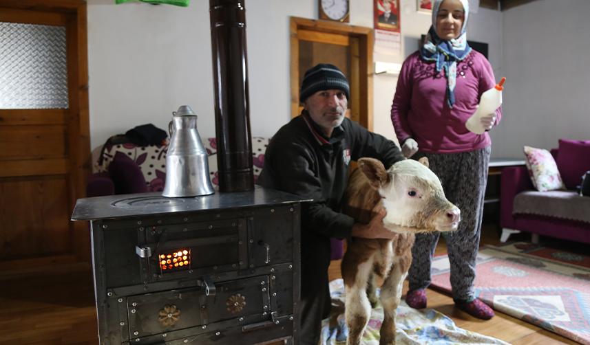 Artvin'de erken doğan buzağı evlerinin maskotu oldu