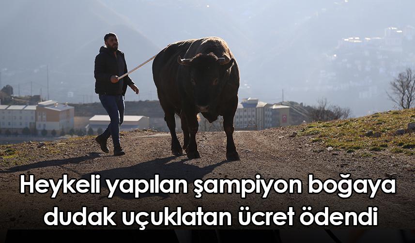 Artvin’de heykeli yapılan şampiyon boğaya  dudak uçuklatan ücret ödendi