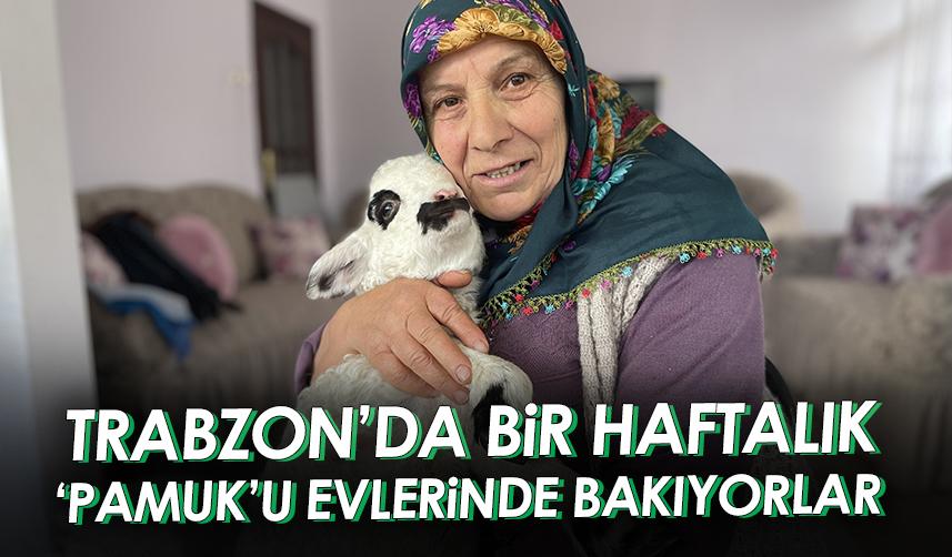 Trabzon'da bir haftalık 'Pamuk'u evlerinde bakıyorlar