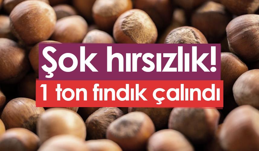 Giresun'da şok hırsızlık! 1 ton fındık çalındı