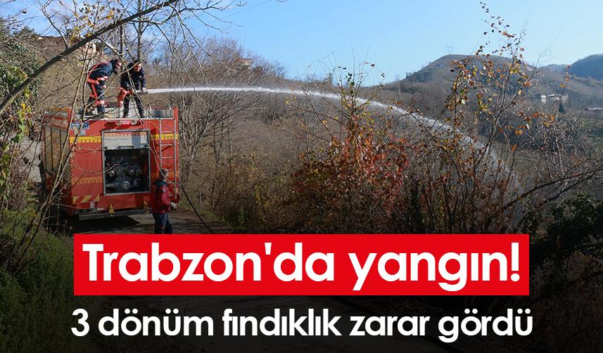 Trabzon'da yangın! 3 dönüm fındıklık zarar gördü