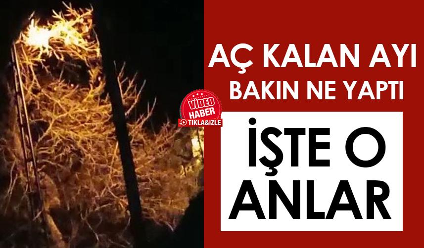 Rize'de aç kalan ayı bakın ne yaptı! İşte o anlar