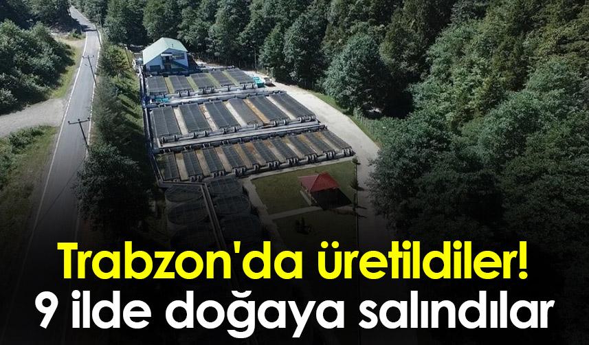 Trabzon'da üretildiler! 9 ilde doğaya salındılar