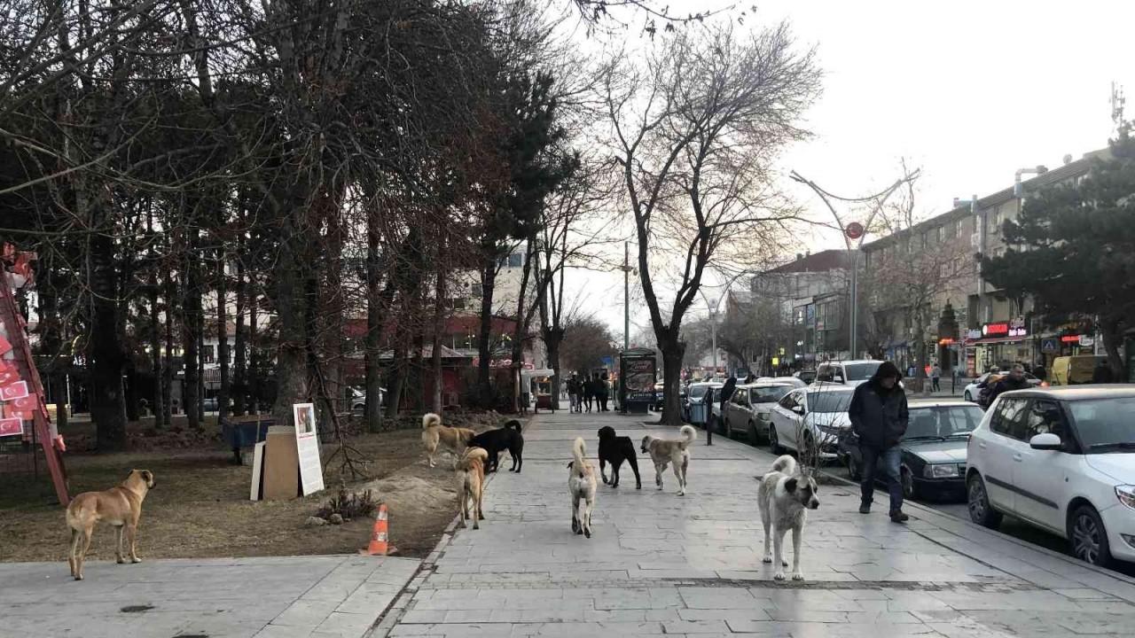 Erzincan’da hayvan barınağı, sosyal medyaya düşen görüntülerle gündem oldu