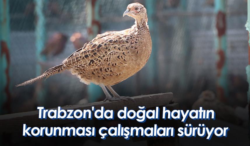 Trabzon'da doğal hayatın korunması çalışmaları sürüyor