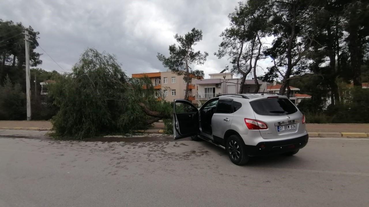 Kontrolden çıkan aracın kaldırımdaki ağacı yerinden söktü: 1 yaralı