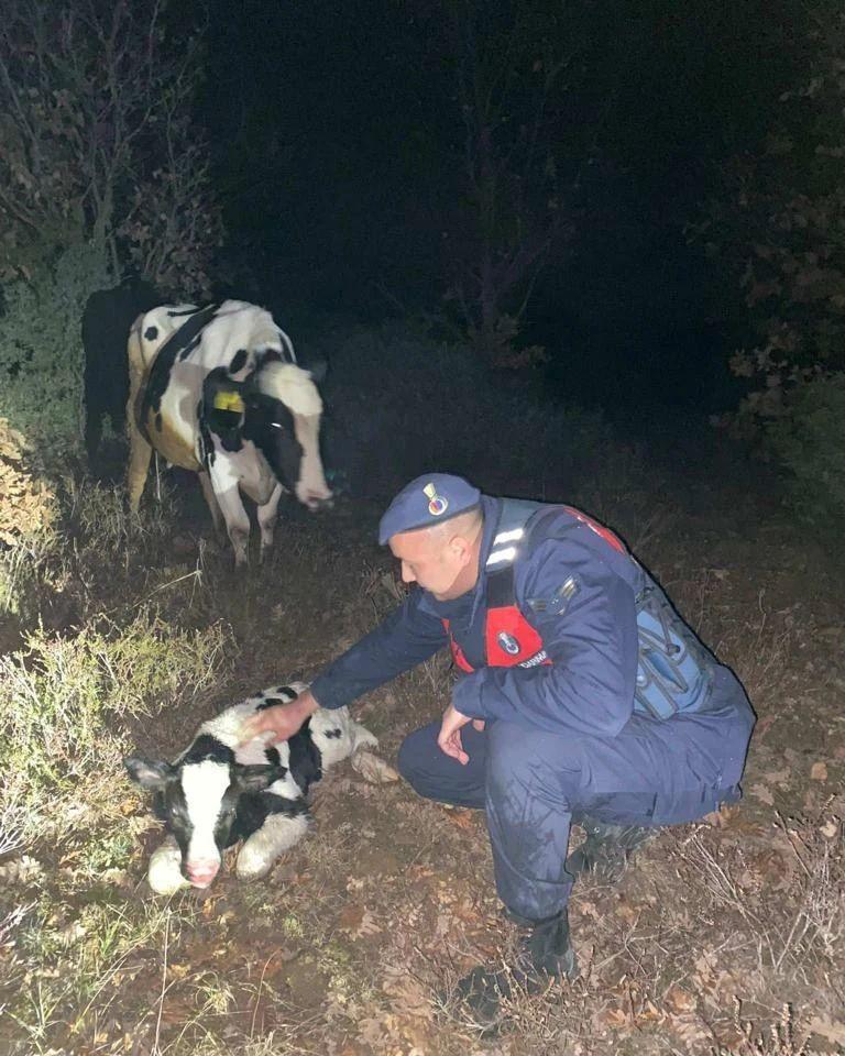 Kaybolan gebe inek buzağılamış halde bulundu