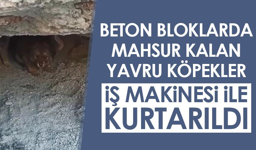 Artvin'de beton bloklarda mahsur kalan yavru köpekler, iş makinesiyle kurtarıldı