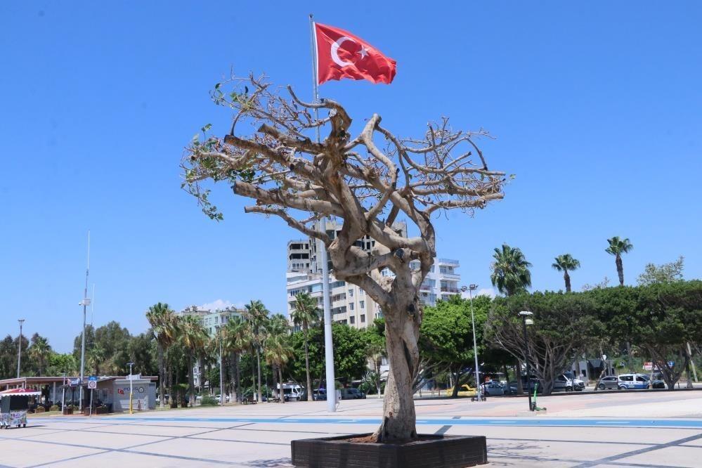 Mersin’deki ağaç kurutulması davasında karar çıktı