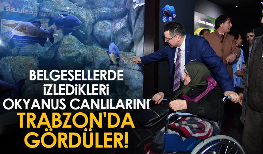 Belgesellerde izledikleri okyanus canlılarını Trabzon'da gördüler!