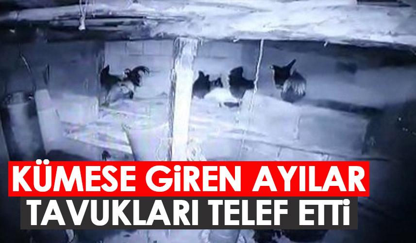 Rize'de kümese giren anne ayı ve yavrusu tavukları telef etti