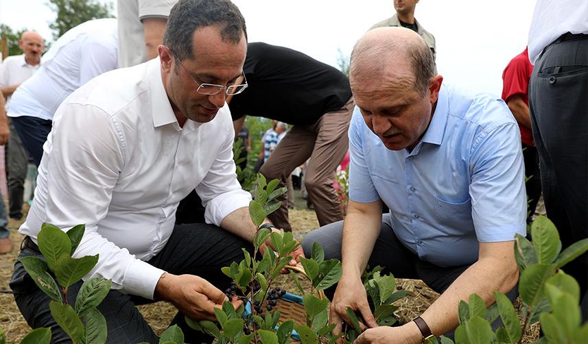 Trabzon'da 'Aronya' araştırılıp geliştirilecek