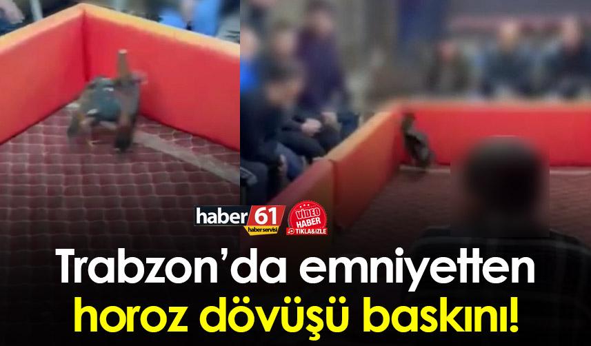 Trabzon’da horoz dövüşü yapılan yere baskın!